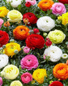 Bagged Ranunculus Corms