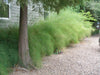 Muhlenbergia dumosa