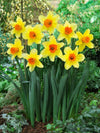 Bagged Narcissus Bulbs