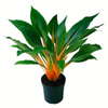 Chlorophytum amaniense var.