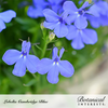 Lobelia Cambridge Blue Seed Pkt