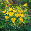 Caesalpinia mexicana