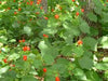 Malvaviscus drummondii