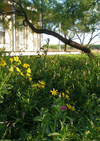 Shade-Friendly Wildflower Mix 2.9oz Seed Pkt