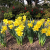 Narcissus Bulb