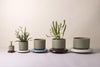 The Lily (Pot and Saucer)