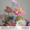 Poppy Corn Shirley Single Blend Seed Pkt