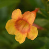 Tecoma stans
