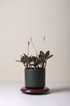 The Lily (Pot and Saucer)