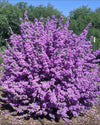 Leucophyllum zygophyllum sp.