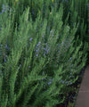 Rosmarinus officinalis 'Hill Hardy'