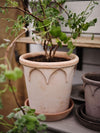 Elizabeth (Pot and Saucer)