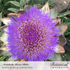 Artichoke Green Globe Improved Seed Pkt