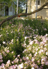 Shade-Friendly Wildflower Mix 2.9oz Seed Pkt