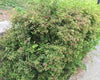 Malpighia glabra