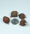 Bagged Clusiana Tulip Bulbs