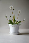 Kobenhavner Glazed (Pot and Saucer)