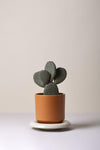 The Lily (Pot and Saucer)