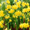 Narcissus Bulb