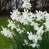 Narcissus Bulb