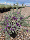 Leucophyllum frutescens x zygophyllum sp.