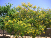 Caesalpinia mexicana