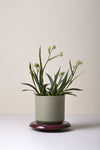 The Lily (Pot and Saucer)