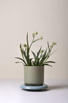 The Lily (Pot and Saucer)