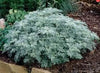 Artemisia x sp. 'Powis Castle'