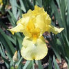 Bearded Iris Rhizome