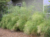 Muhlenbergia dumosa