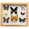 Preserved Butterflies