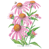 Echinacea Purple Coneflower Org Seed Pkt