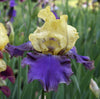 Bearded Iris Rhizome