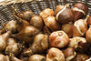 Bagged Narcissus Bulbs