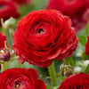 Bagged Ranunculus Corms