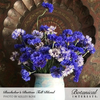 Bachelor Button Tall Blend Seed Pkt